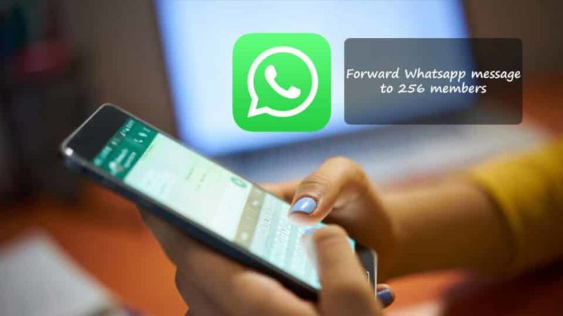 Forward Whatsapp message to 256 members
